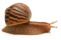 Cochlitoma varicosa F2 Gonubia, South Africa, juvenil, 2 cm